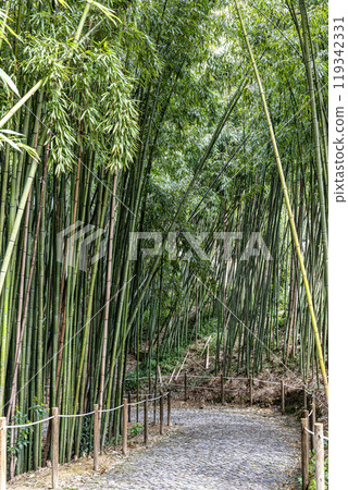 The Botanical Garden of the University of Coimbra in Portugal. The garden was founded in the 18th century The Botanical Garden of the University of Coimbra in Portugal. The garden was founded in the 18th century 119342331