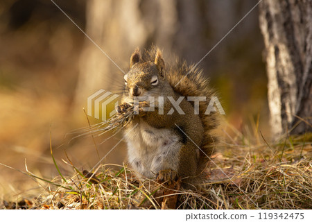 Cute American red squirrel is sitting and eating wheat head in dry yellow grass in spring on the ground of the forest 119342475