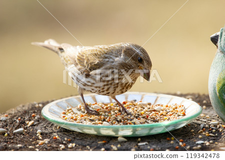 Female Purple finch is standing on the stump with a plate and decoration bird in the backyard and eating seeds. Female Purple finch is standing on the stump with a plate and decoration bird in the backyard and eating seeds. 119342478