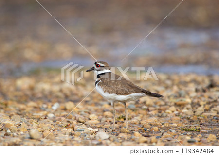 Profile view of a cute shore bird Killdeer standing on gravel near the river bank in summer. Profile view of a cute shore bird Killdeer standing on gravel near the river bank in summer. 119342484