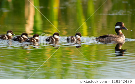 Bufflehead duck family - mother with little cute fluffy ducklings are swimming in the water of the lake among reeds in warm summer sunny day. 119342489
