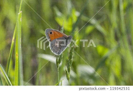 butterfly of Coenonympha, the picture is made in the field in a native habitat. butterfly of Coenonympha, the picture is made in the field in a native habitat. 119342531