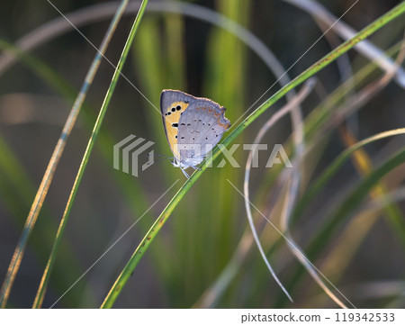 butterfly of Coenonympha, the picture is made in the field in a native habitat. 119342533