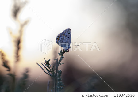 butterfly of Coenonympha, the picture is made in the field in a native habitat. butterfly of Coenonympha, the picture is made in the field in a native habitat. 119342536