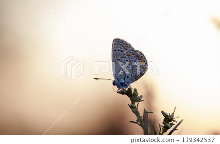 butterfly of Coenonympha, the picture is made in the field in a native habitat. butterfly of Coenonympha, the picture is made in the field in a native habitat. 119342537