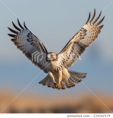 A hawk glides effortlessly through the air, its wings outstretched against a backdrop of a clear blue sky at sunset, showcasing its majestic presence in flight. 119342574