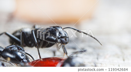 big forest ants in a native habitat big forest ants in a native habitat 119342684