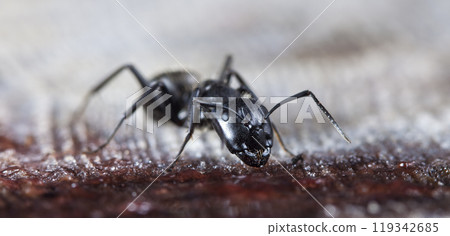 big forest ants in a native habitat 119342685