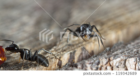 big forest ants in a native habitat big forest ants in a native habitat 119342689