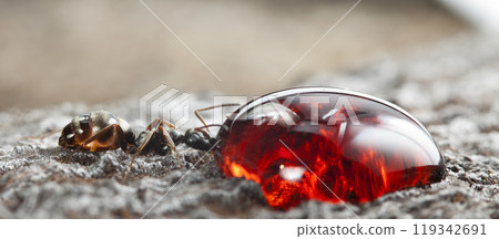 big forest ants in a native habitat 119342691