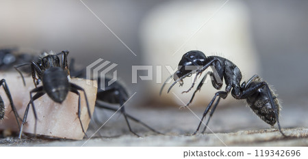 big forest ants in a native habitat big forest ants in a native habitat 119342696