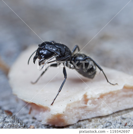 big forest ants in a native habitat 119342697