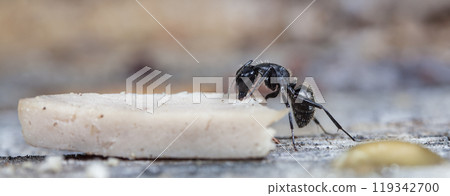 big forest ants in a native habitat big forest ants in a native habitat 119342700