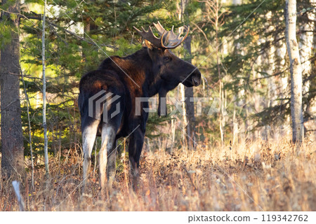 Moose bull with big antlers is standing in dry yellow grass in the forest during autumn hunting season. Moose bull with big antlers is standing in dry yellow grass in the forest during autumn hunting season. 119342762