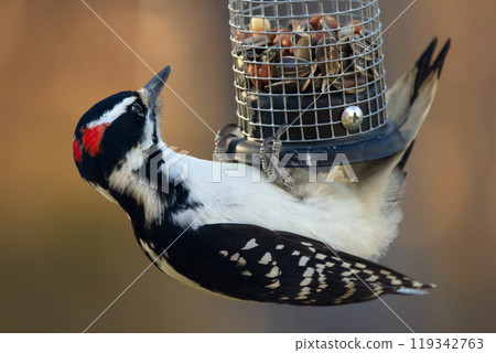 Adult male Hairy woodpecker with red stripes is hanging on the feeder with seeds and peanuts in the back yard in the autumn, orange background. 119342763