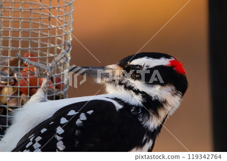 Adult male Hairy woodpecker with red stripes is hanging on the feeder with seeds and peanuts in the back yard in the autumn, orange background. 119342764