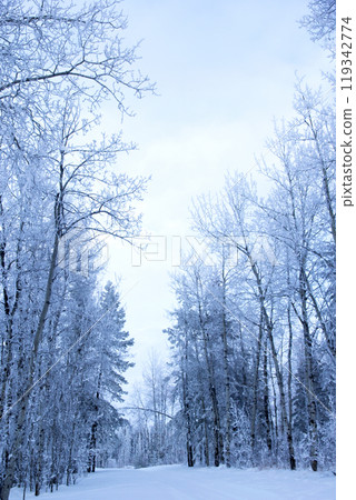 Winter morning in the woodland, high poplar trees and firs are in hoarfrost and the blue cold sky. Winter morning in the woodland, high poplar trees and firs are in hoarfrost and the blue cold sky. 119342774
