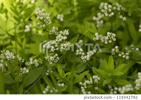 Common comandra is blooming in the forest floor in summer in the north. 119342792