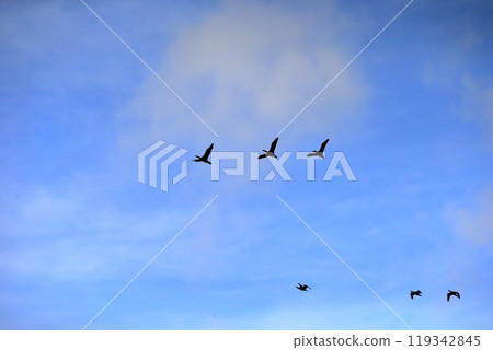 清晨，一群鸕鶿遷徙 119342845