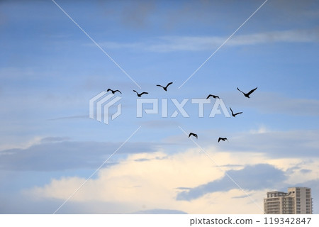 清晨，一群鸕鶿遷徙 119342847