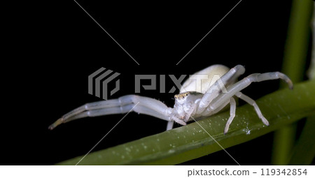 picture of a live spider, an insect picture of a live spider, an insect 119342854