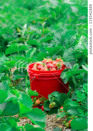 Red pail with strawberries among green foliage in summer garden. 119342889