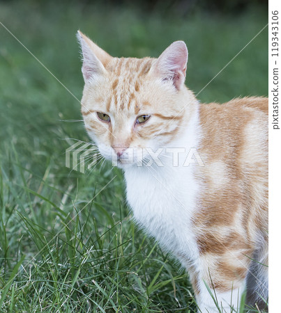 wild street cat, pets wild street cat, pets 119343106