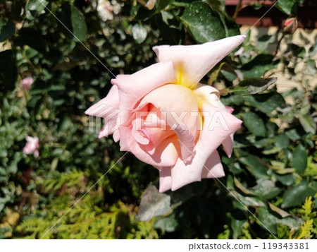 A soft pink rose showcases its beautiful petals, gently unfurling in a vibrant garden filled with lush foliage under bright sunlight. 119343381