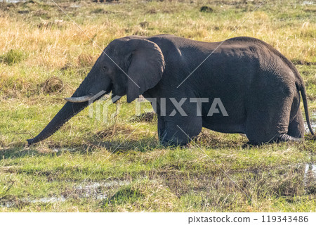 African Elephant in Chobe National Park African Elephant in Chobe National Park 119343486