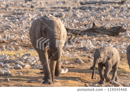 Bathing Elephants in Etosha Bathing Elephants in Etosha 119343488