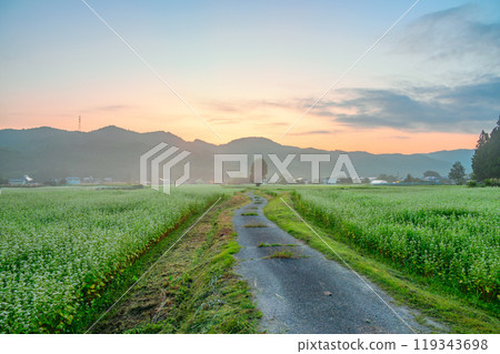 [Dawn] Farm road leading to Ipponki and a buckwheat field in full bloom [Omachi City] 119343698