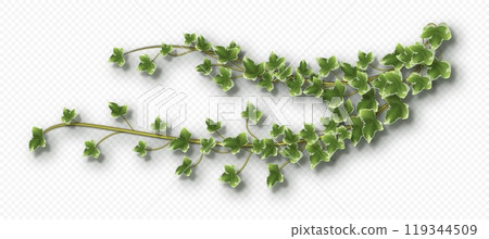 Ivy vine with lush green leaves. Hedera trailing branch 119344509