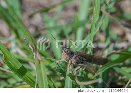 草叢中的斑點蚱蜢(姬蚱蜢) 草叢中的斑點蚱蜢(姬蚱蜢) 119344654