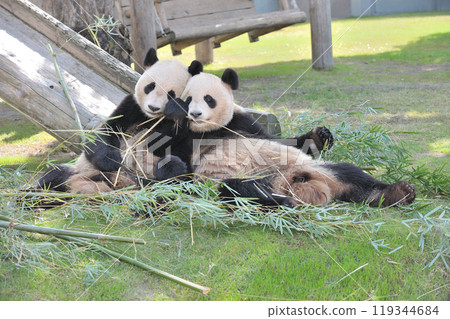 Umehama and Eihama eating bamboo side by side 119344684