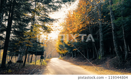 Sun Guiding The Way Into The Woods 119344804