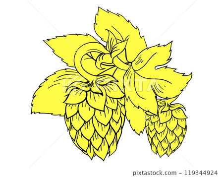 hops with wheat vector illustration hops with wheat vector illustration 119344924