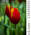 Beautiful flowers tulips nature backgroung Spring flowering 119345050