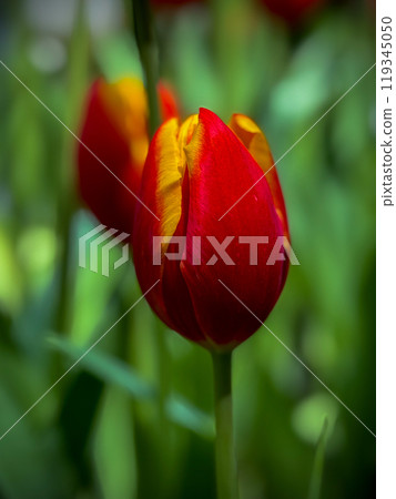 Beautiful flowers tulips nature backgroung Spring flowering Beautiful flowers tulips nature backgroung Spring flowering 119345050
