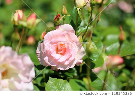 Early summer park rose flower Matilda 119345386