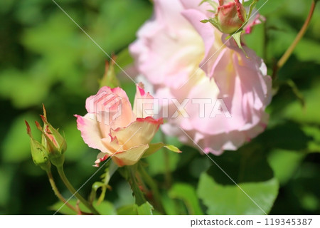 初夏公園玫瑰花瑪蒂爾達 119345387