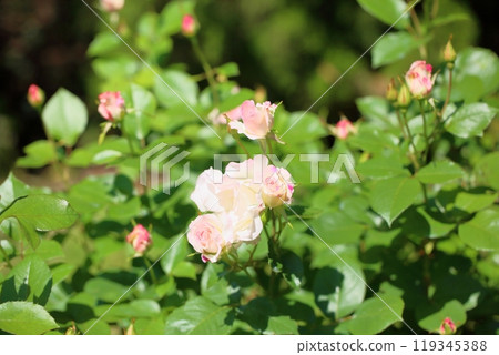 Early summer park rose flower Matilda Early summer park rose flower Matilda 119345388