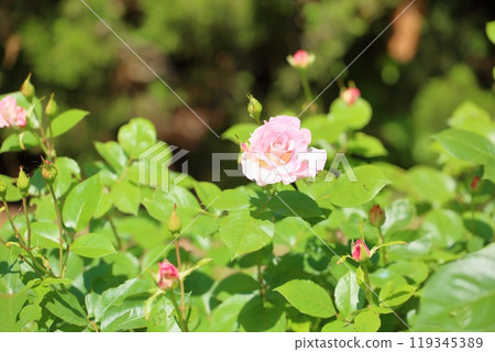 Early summer park rose flower Matilda Early summer park rose flower Matilda 119345389