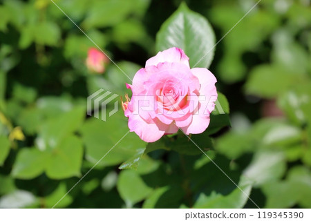 Early summer park rose flower Matilda 119345390
