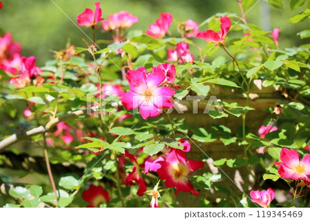 Early summer park roses cocktail 119345469