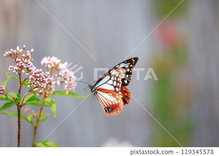 Asagi madara堅持富士Bakuma Asagi madara堅持富士Bakuma 119345578