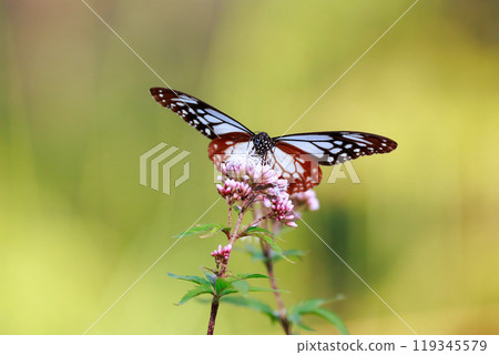 Asagi madara堅持富士Bakuma Asagi madara堅持富士Bakuma 119345579