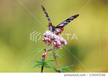 Asagi madara堅持富士Bakuma Asagi madara堅持富士Bakuma 119345580