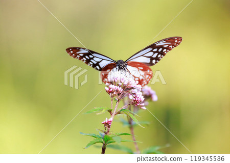 Asagi madara堅持富士Bakuma 119345586