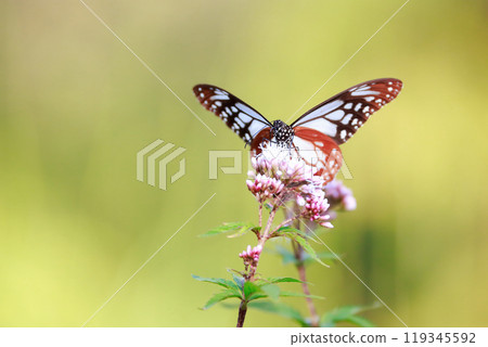 Asagi madara堅持富士Bakuma 119345592