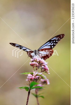 Asagi madara堅持富士Bakuma 119345610